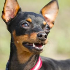 Raça Pinscher