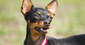 Raça Pinscher