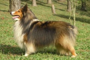 Raça Pastor de Shetland (Sheltie)