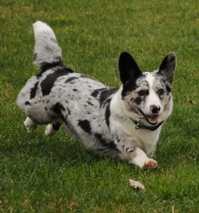 Corgi Cardigan