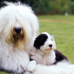 Cachorro Old English Sheepdog