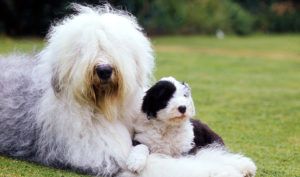 Cachorro Old English Sheepdog