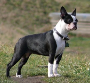 Raça Boston Terrier