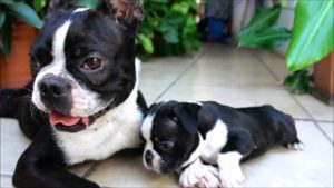 Raça Boston Terrier