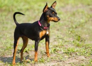 Raça Pinscher