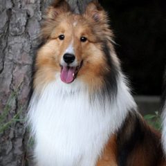 Raça Pastor de Shetland (Sheltie)