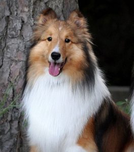 Raça Pastor de Shetland (Sheltie)