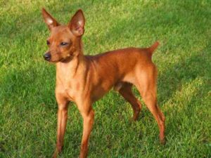 Raça Pinscher