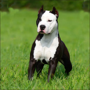 Raça American Staffordshire Terrier