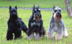 Schnauzer Miniatura