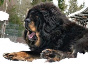 Raça Mastiff Tibetano