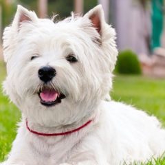 Raça West Highland White Terrier