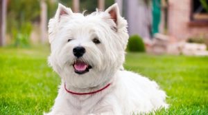 Raça West Highland White Terrier