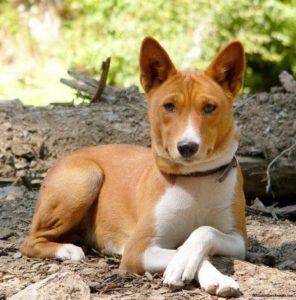 Raça Basenji