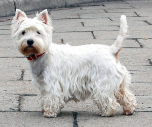 Raça West Highland White Terrier