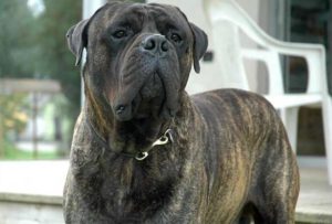 Raça Bullmastiff