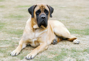 Raça Bullmastiff