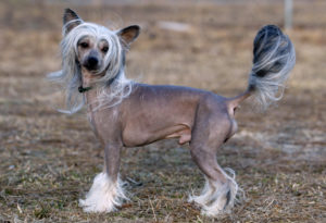 O Cão de Crista Chinês