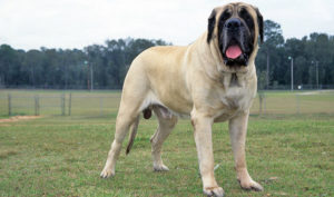 Raça Mastiff