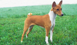 Raça Basenji