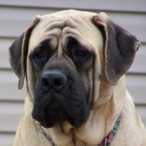 Raça Mastiff