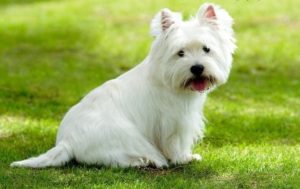 Raça West Highland White Terrier