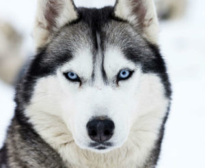 Raça Husky Siberiano