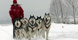 Raça Husky Siberiano