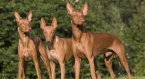 Cão do Faraó (Pharaoh Hound)