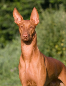 Cão do Faraó (Pharaoh Hound)