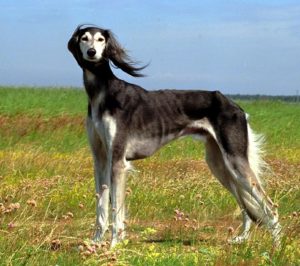 Raça Saluki