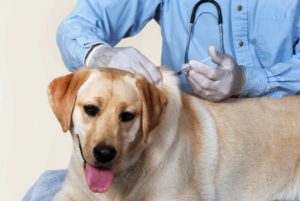 Vacinação de Cães