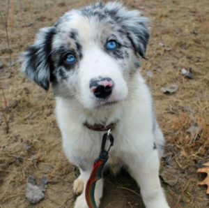 Raça Border Collie