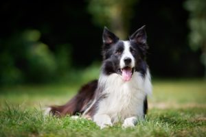 Raça Border Collie