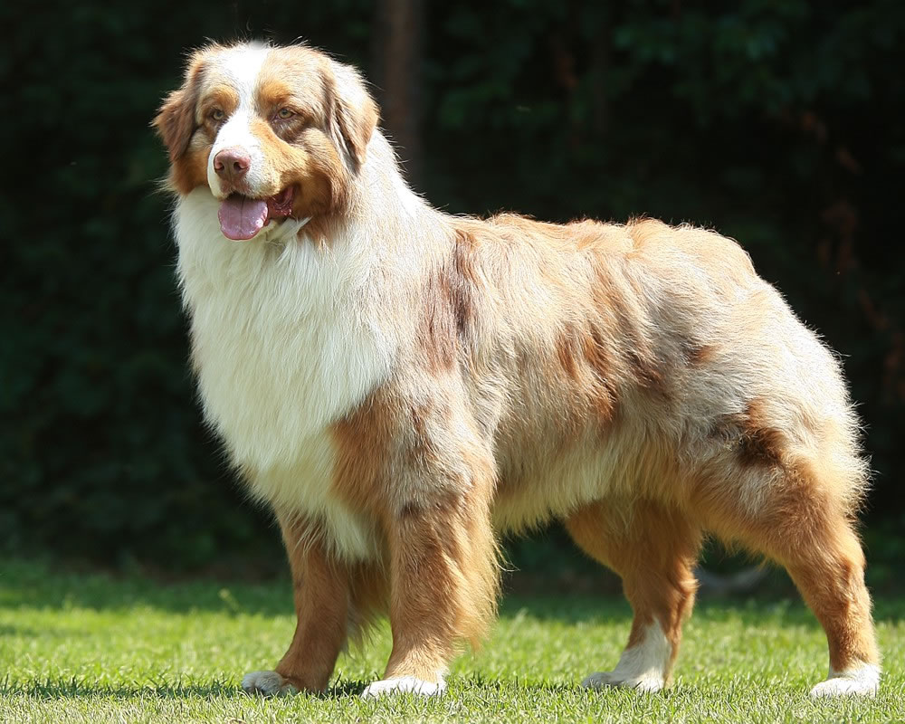 Pastor Australiano - Cão Nosso