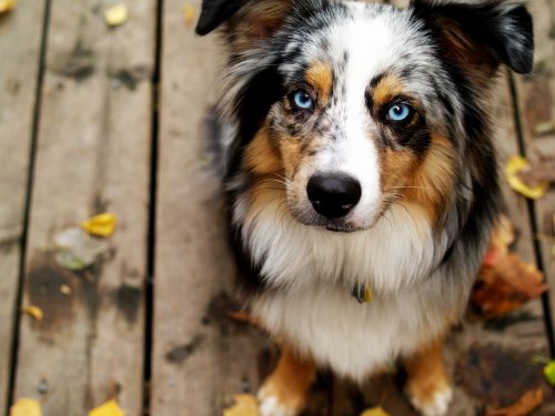 Pastor-australiano - Raças de Cães